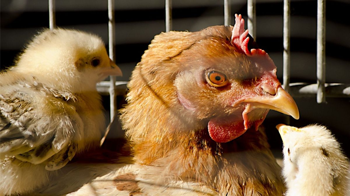 Vogelgriep bij pluimveebedrijf in Hekendorp: 100.000 kippen worden geruimd