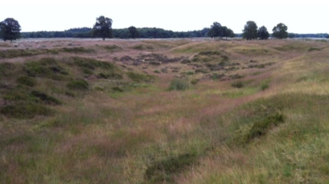 Heide op het Doldersummerveld