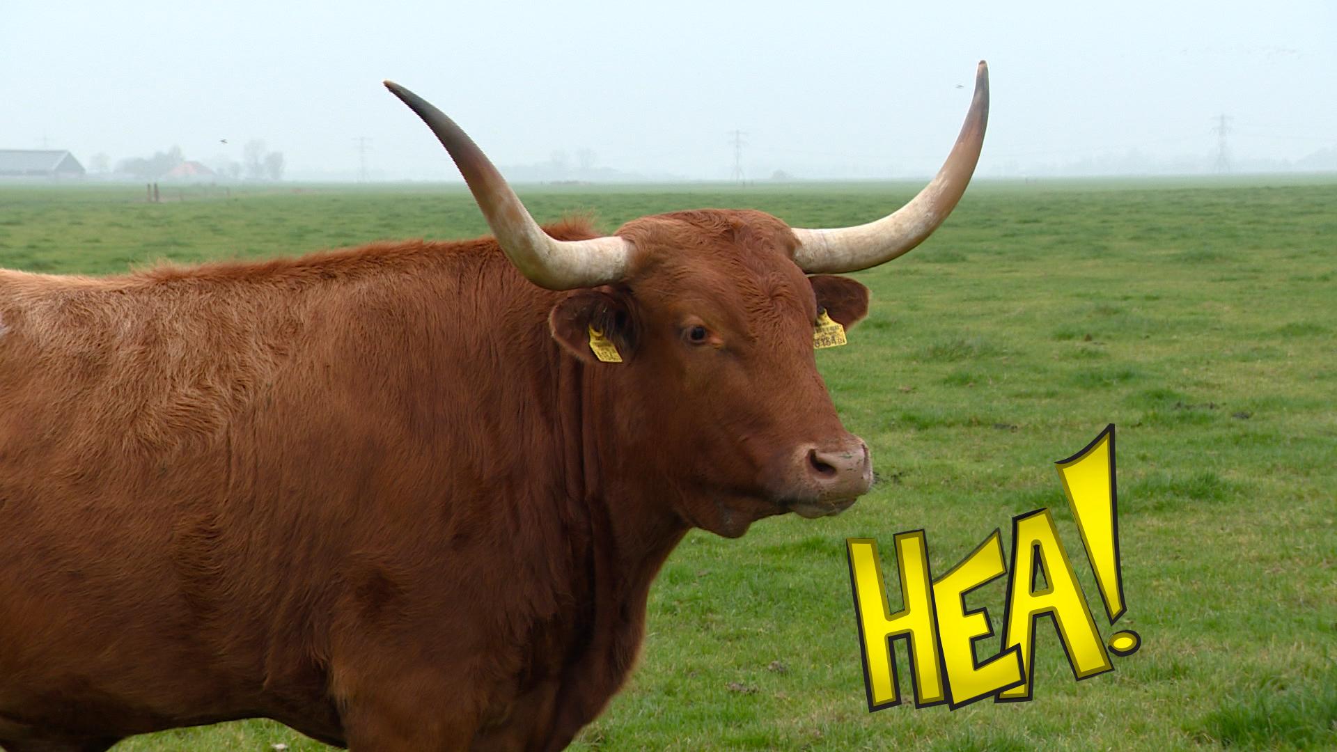 HEA! Longhorns tusken de Fryske hynders