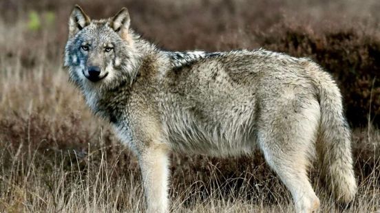 De wolf slaat minder vaak toe, zegt BIJ12