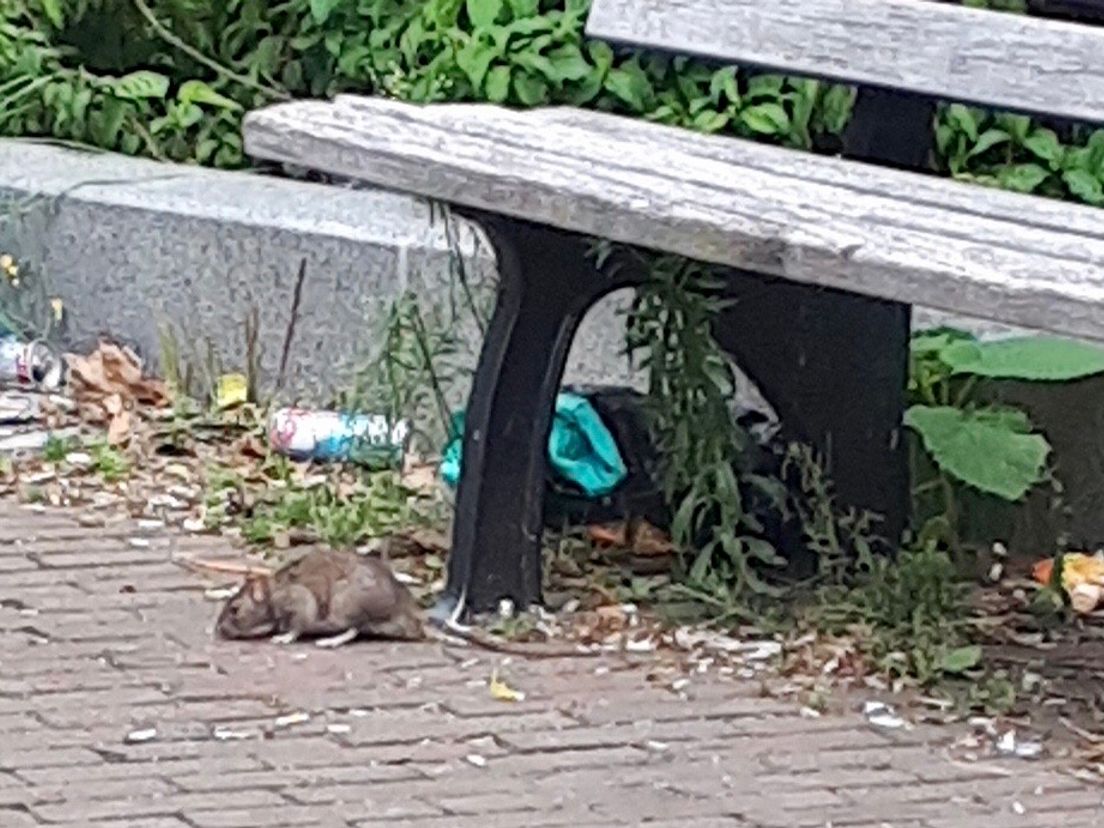 Een rat onder een bankje op het Eudokiaplein - foto : Stadsbeheer Rotterdam
