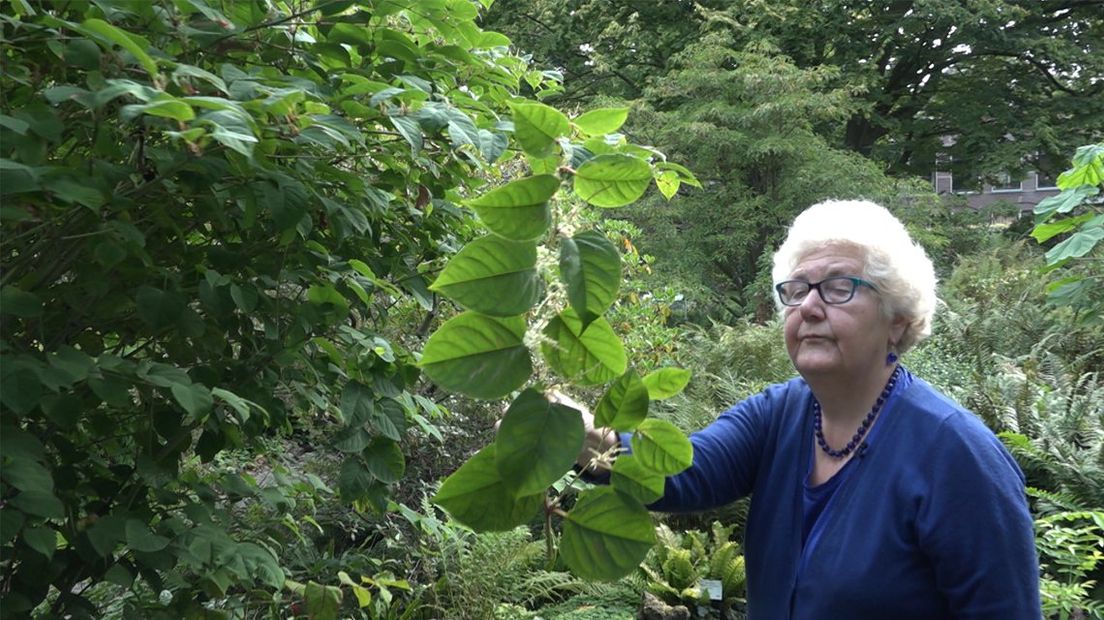 Carla Teune bij de Japanse duizendknoop van de Hortus in Leiden I