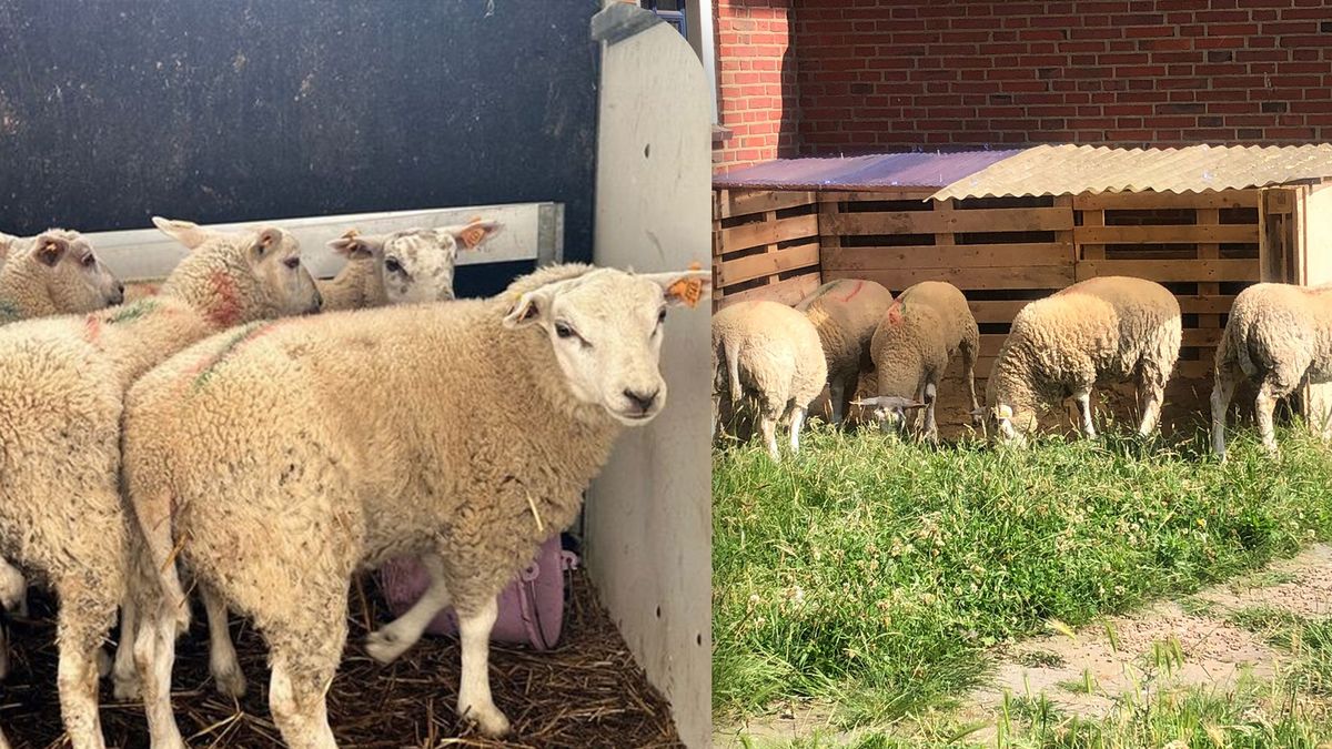Geredde schapen uit Stramproy grazen nu tevreden bij Esmée in de wei
