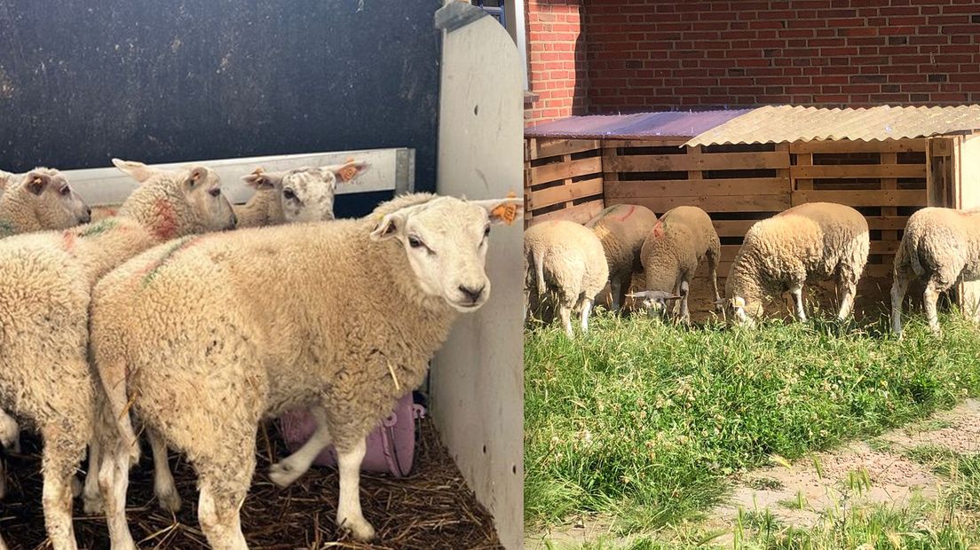 De schapen in de illegale slachterij (links) en een maand later, in de wei van Esmée Olthuis