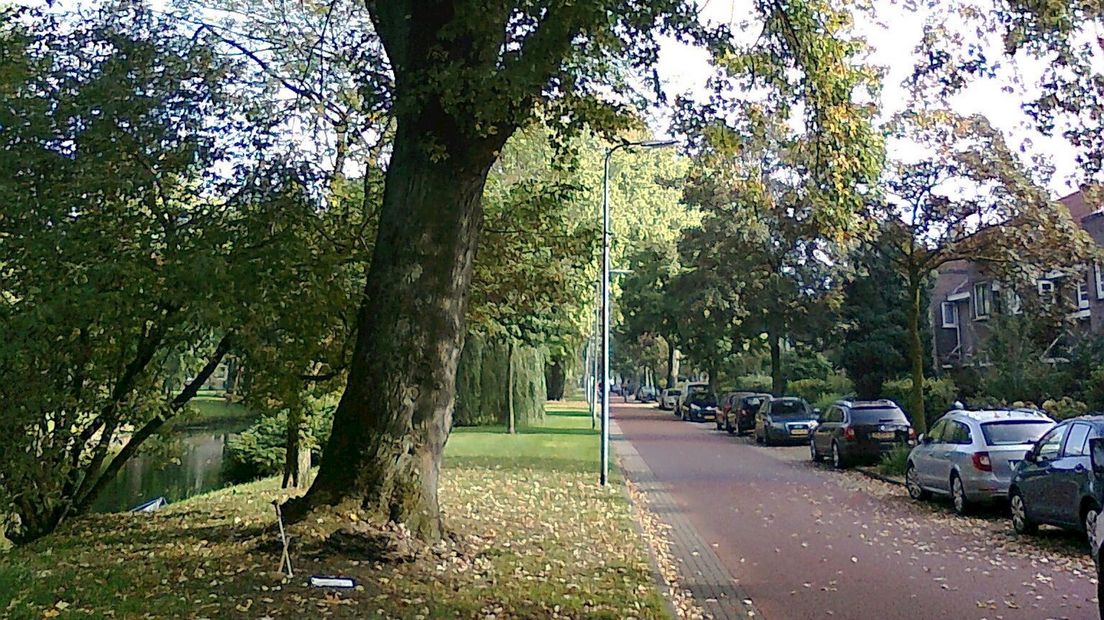 Noodkap monumentale bomen in Zwolle