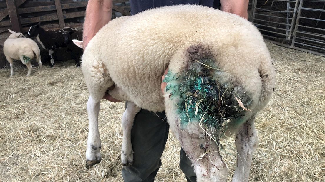 Eén van de aangevallen schapen in Lierderholthuis