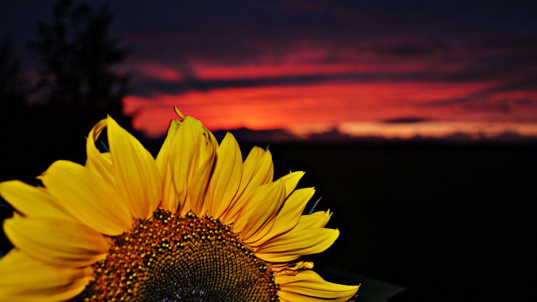Een zonnebloem met op de achtergrond de mooie lucht (Rechten: Leonie Sijbring)