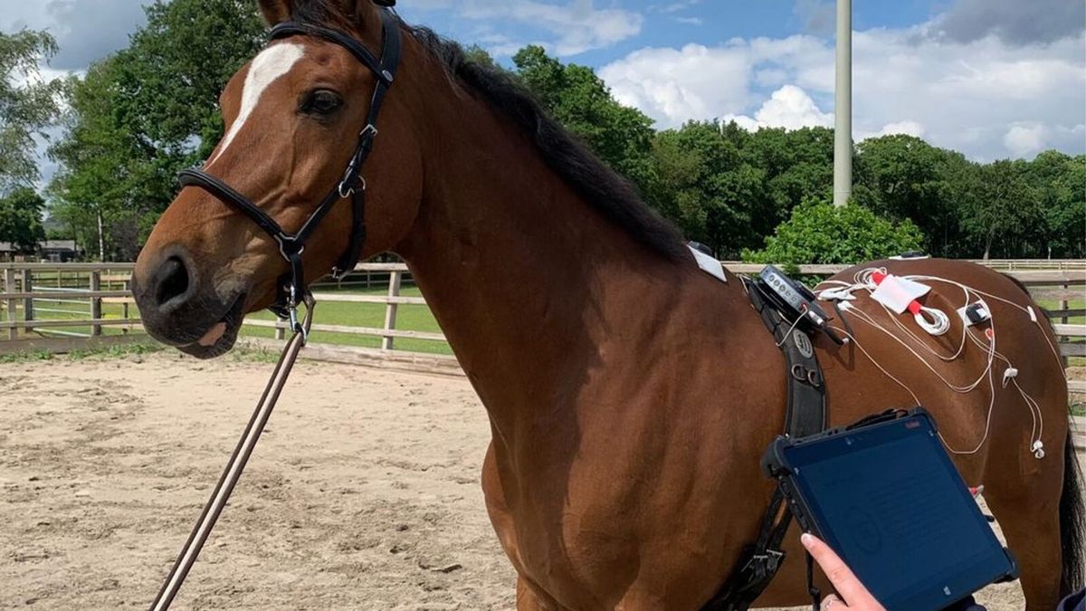 Is Mijn Paard Kreupel Dit Onderzoek Moet Daar Antwoord Op Geven is-mijn-paard-kreupel-dit-onderzoek-moet-daar-antwoord-op-geven