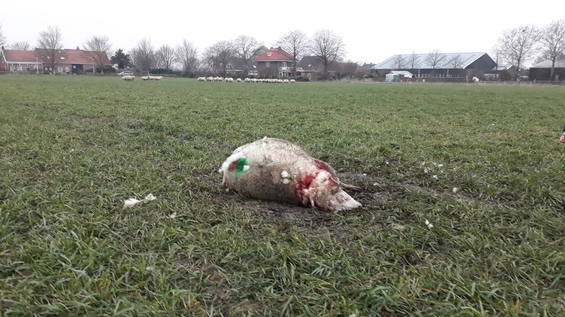 Doodgebeten schaap in weiland bij Kruiningen