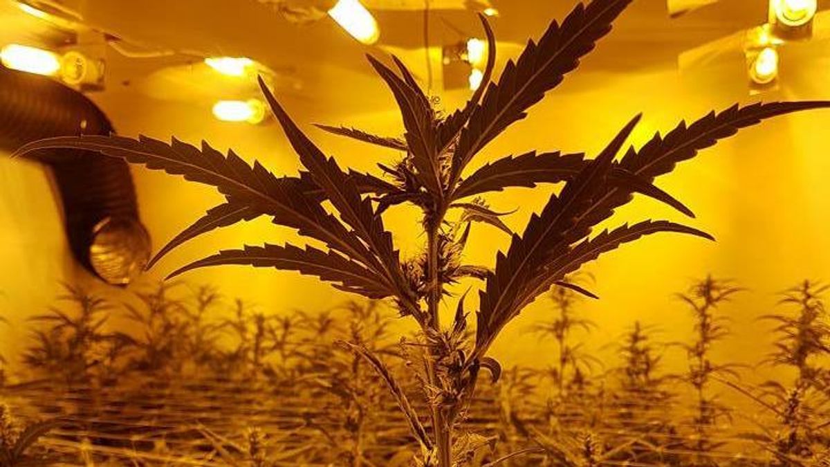 Politie ruimt 948 wietplanten in drie woningen