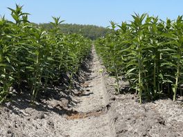 Westerveld zegt opnieuw nee tegen verbod middelen in sierteelt, zaak naar rechter