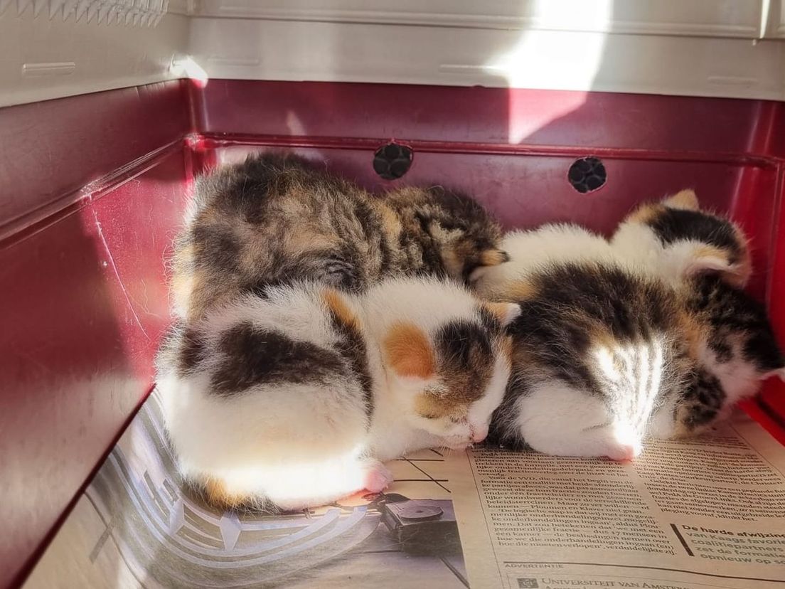 De vijf kittens worden goed verzorgd door moederpoes
