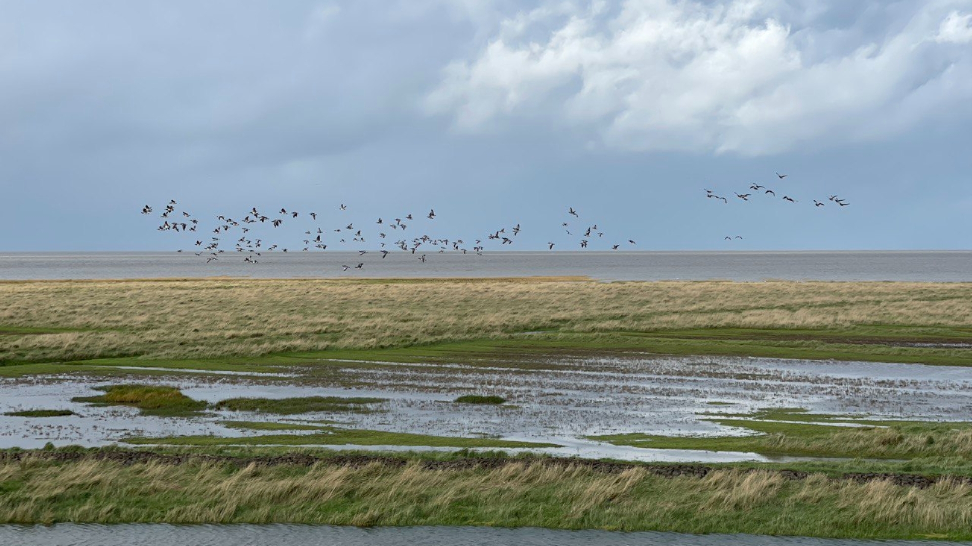 Ministerie: 'Natuur van de Waddenzee staat onder grote druk'