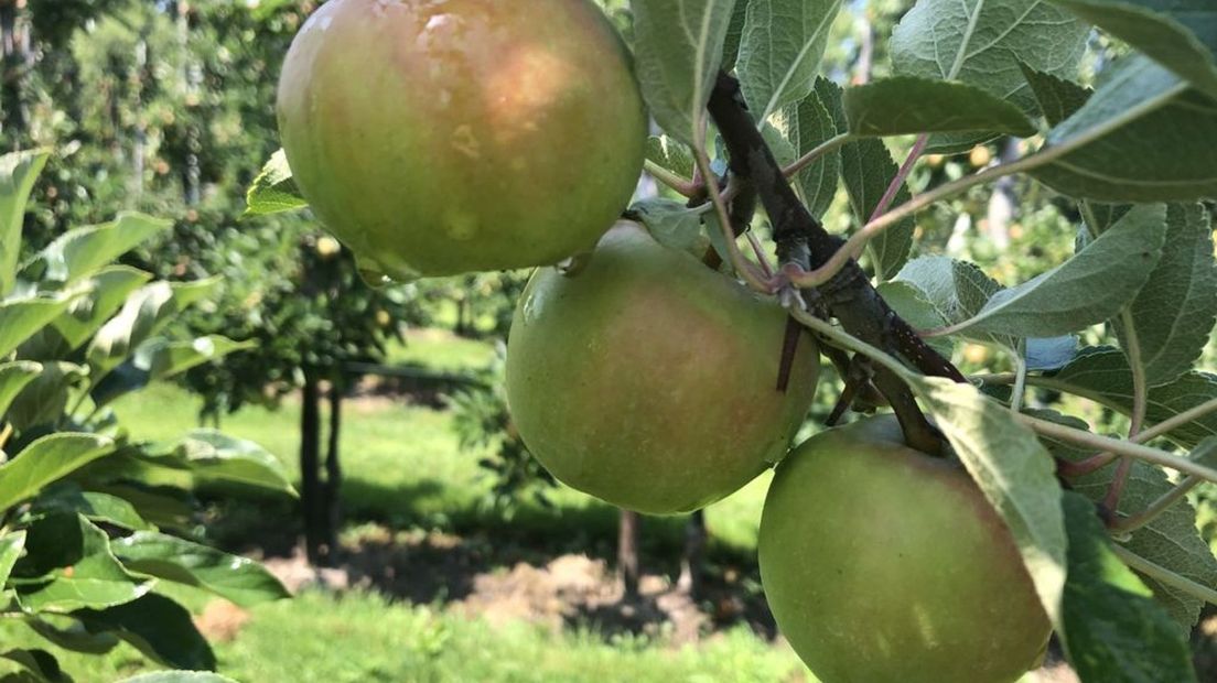 Appels aan de boom.