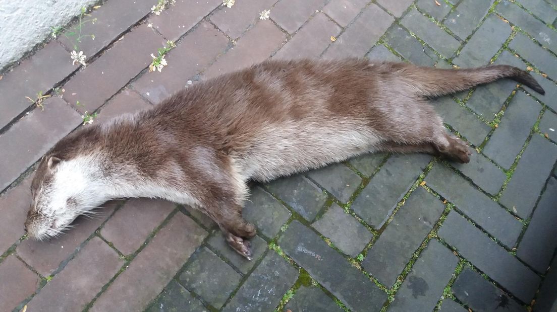 De dode otter werd gevonden langs de A32 (Rechten: Dierenambulance zuidwest Drenthe)