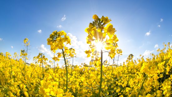 Aanhoudende droogte, later in de week koeler