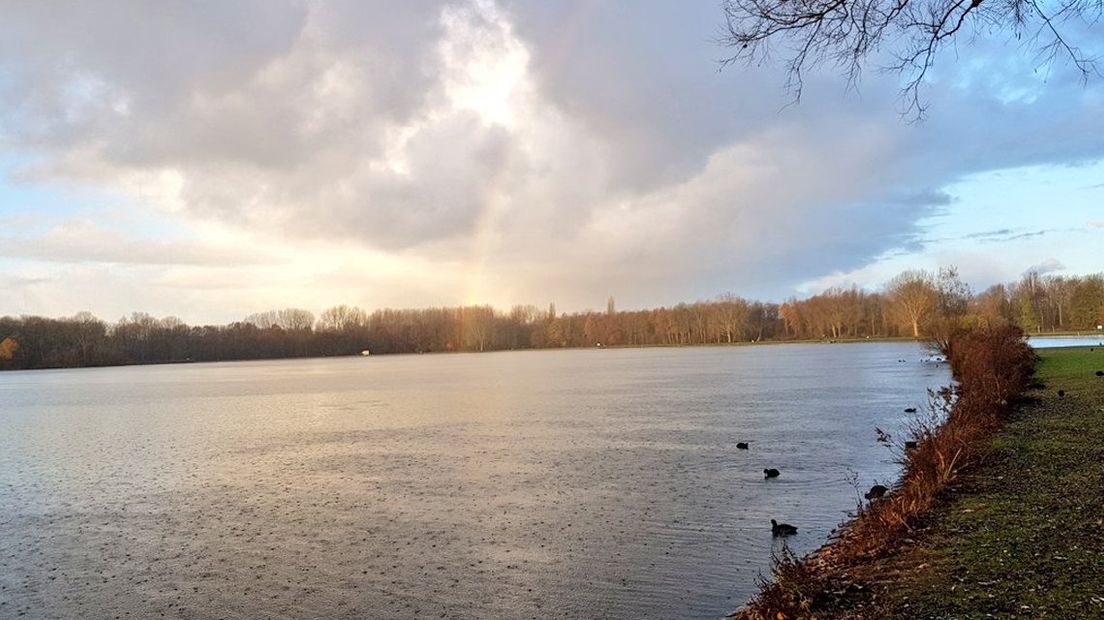 De Delftse Hout wordt al jaren geteisterd door blauwalg