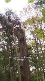 Vrees voor kap bos Rolde
