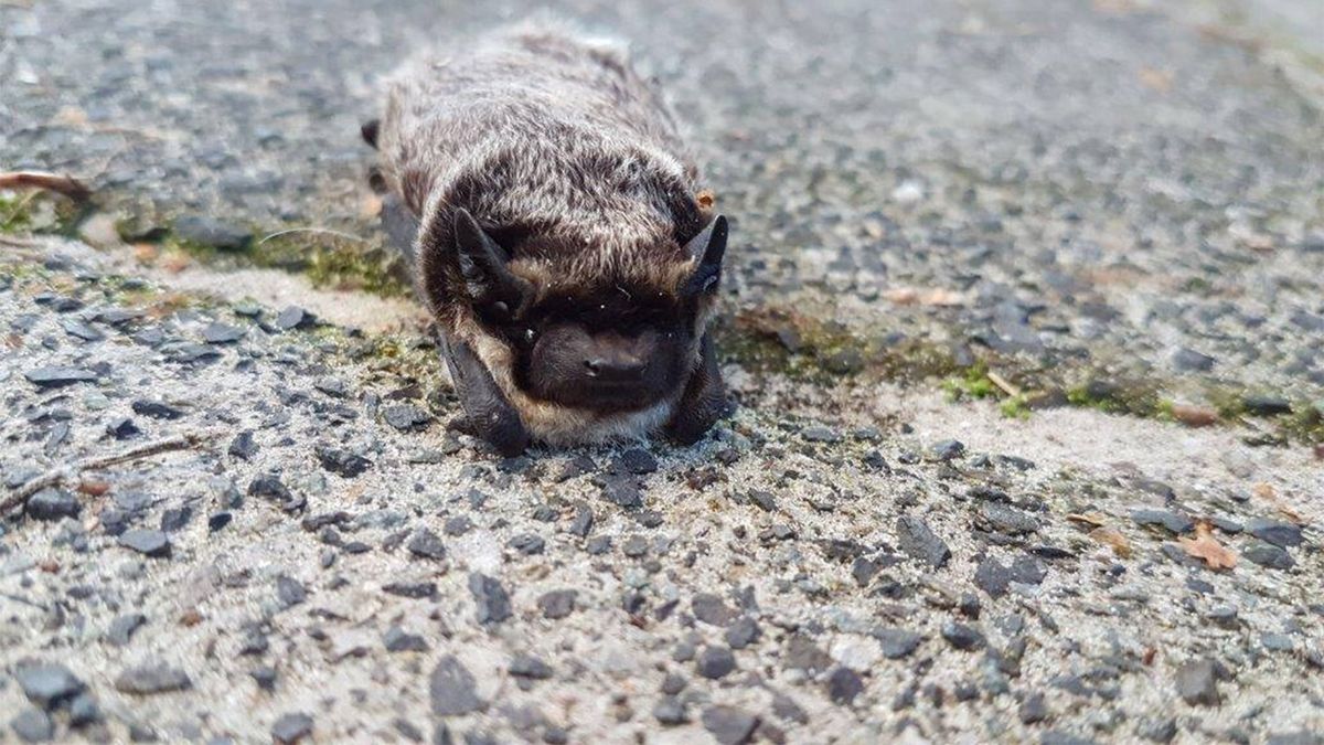 Boswachter Schier: 'Hij opende de parasol en er vielen een paar vleermuizen op de grond'