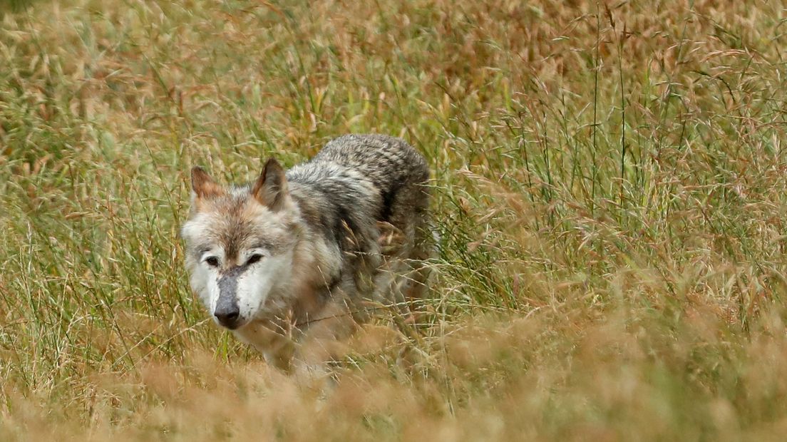 Franse wolf (bron EPA)