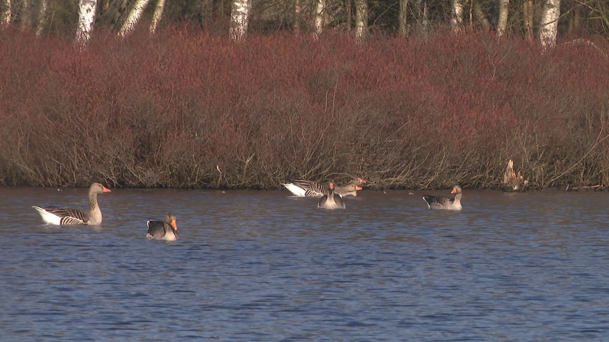 Datende vogels hebben het voorjaar in de kop in het Siepelveen