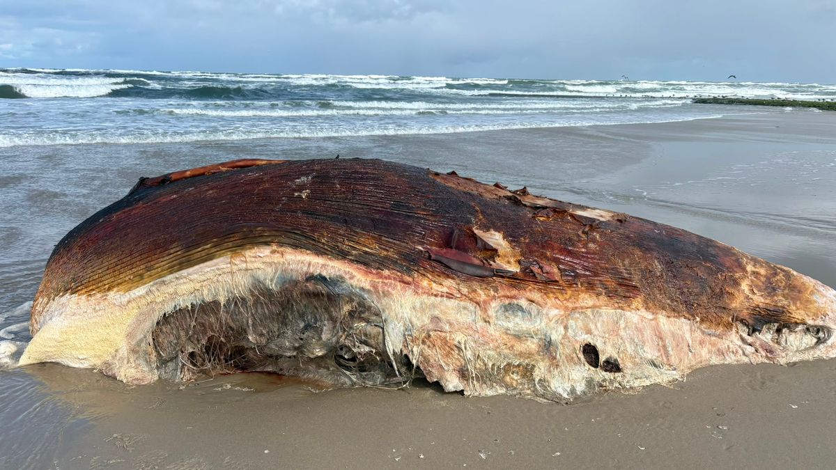 Dwergvinvis aangespoeld op Vlieland, dat gebeurde voor het laatst in 2000