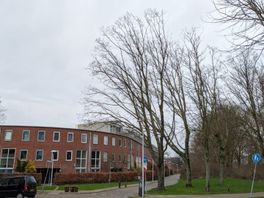 Omwonenden teleurgesteld: twee beeldbepalende Utrechtse bomen worden definitief gekapt