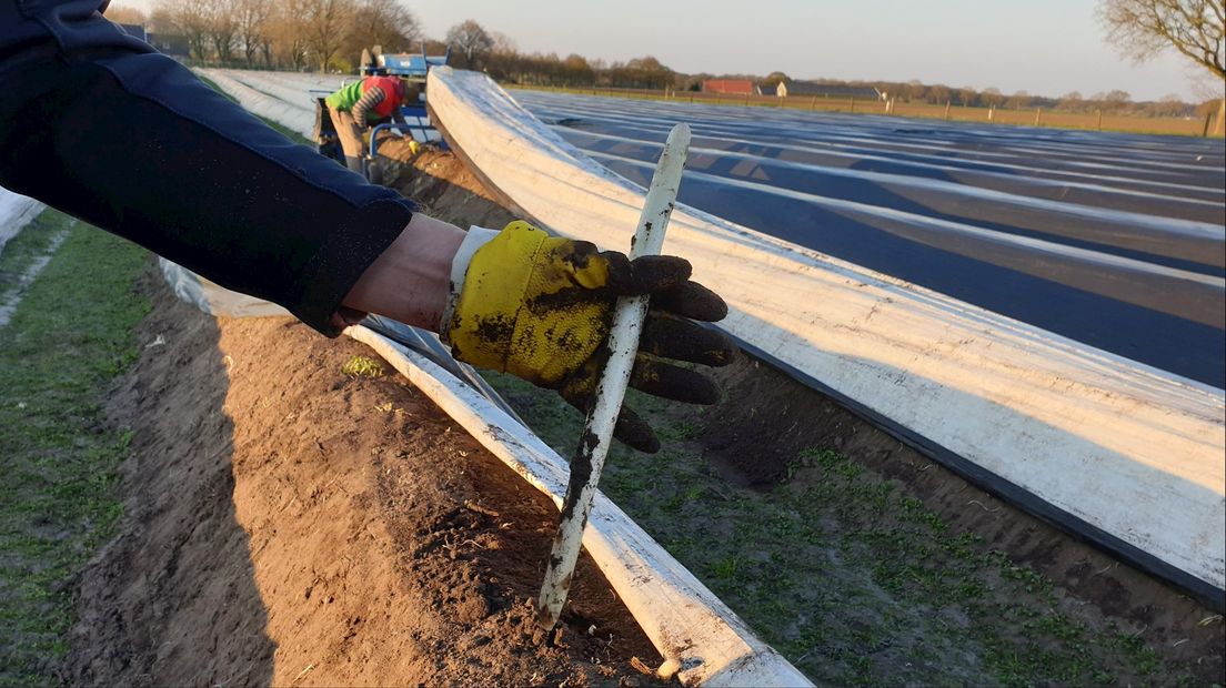 Geen onrust onder Overijsselse aspergetelers