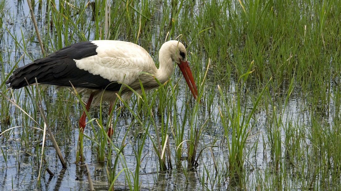 Dit weekend is er een ooievaarstelling (Rechten: Free Nature Images/Jan van der Straaten)