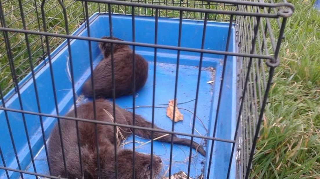 De jonge otters gaan naar de opvang