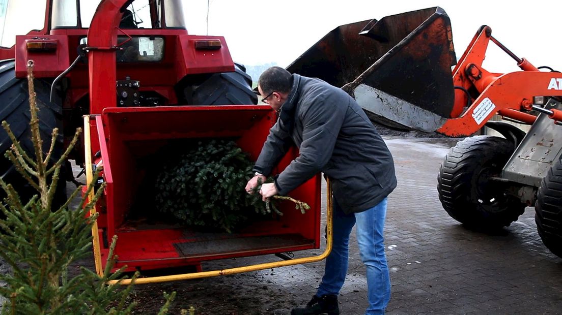 Kerstbomen worden door melkveehouder Koonstra versnipperd voor ligbed koeien