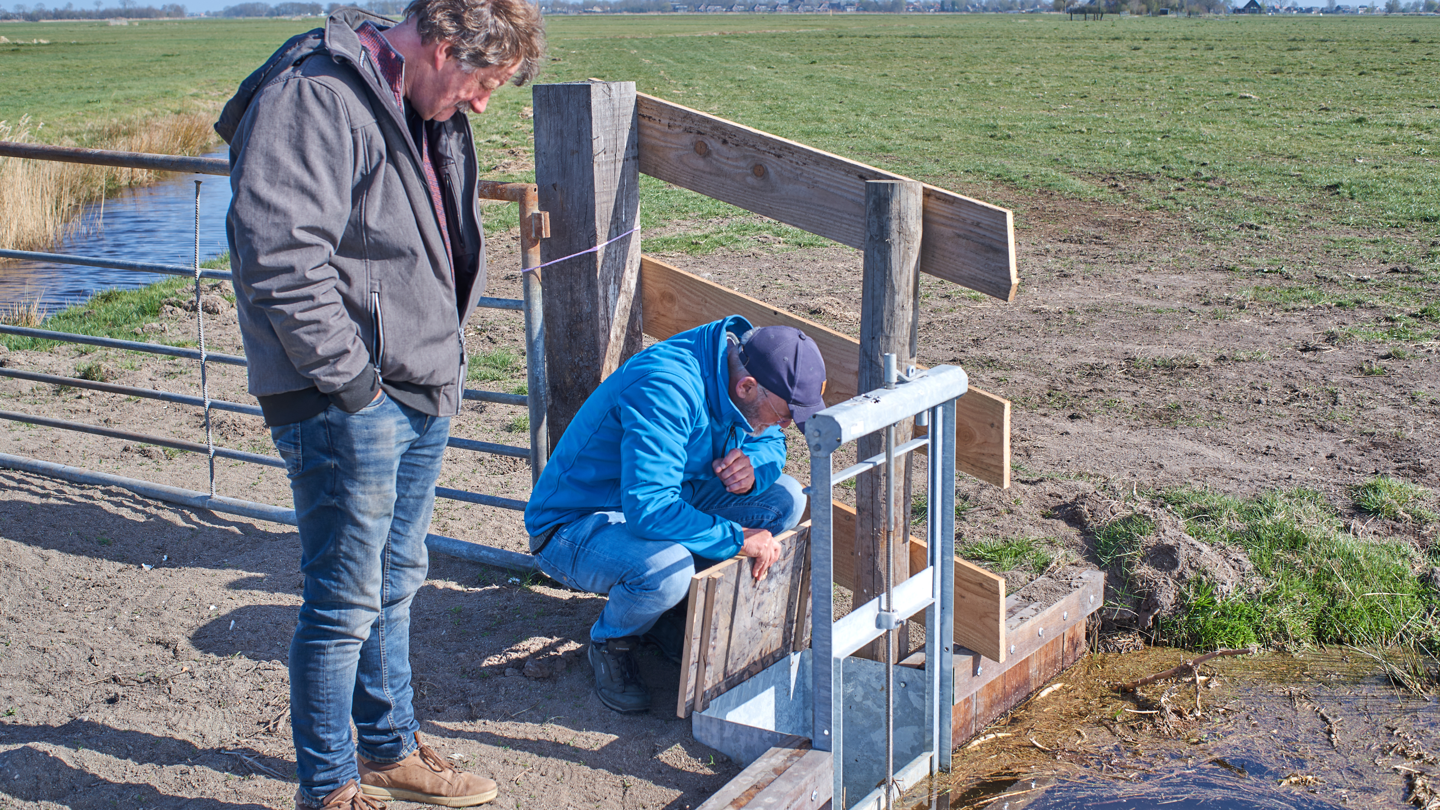 Veertig Friese boeren experimenteren met wel heel hoge waterpeilen