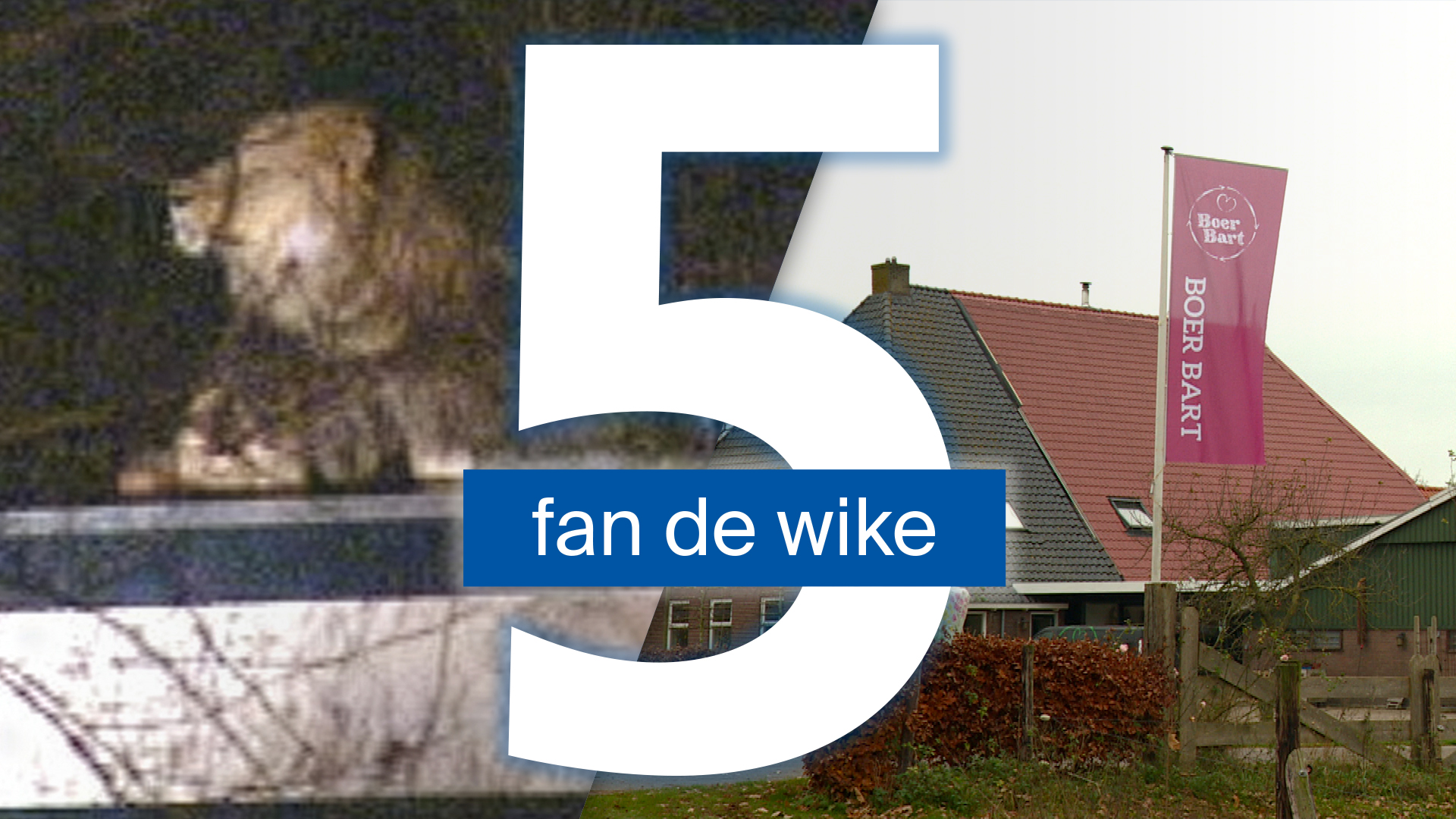 Gemeente-ambtenaar bedreigd om Boer Bart en ontsnapte circusleeuw liep 25 jaar geleden door Heerenveen