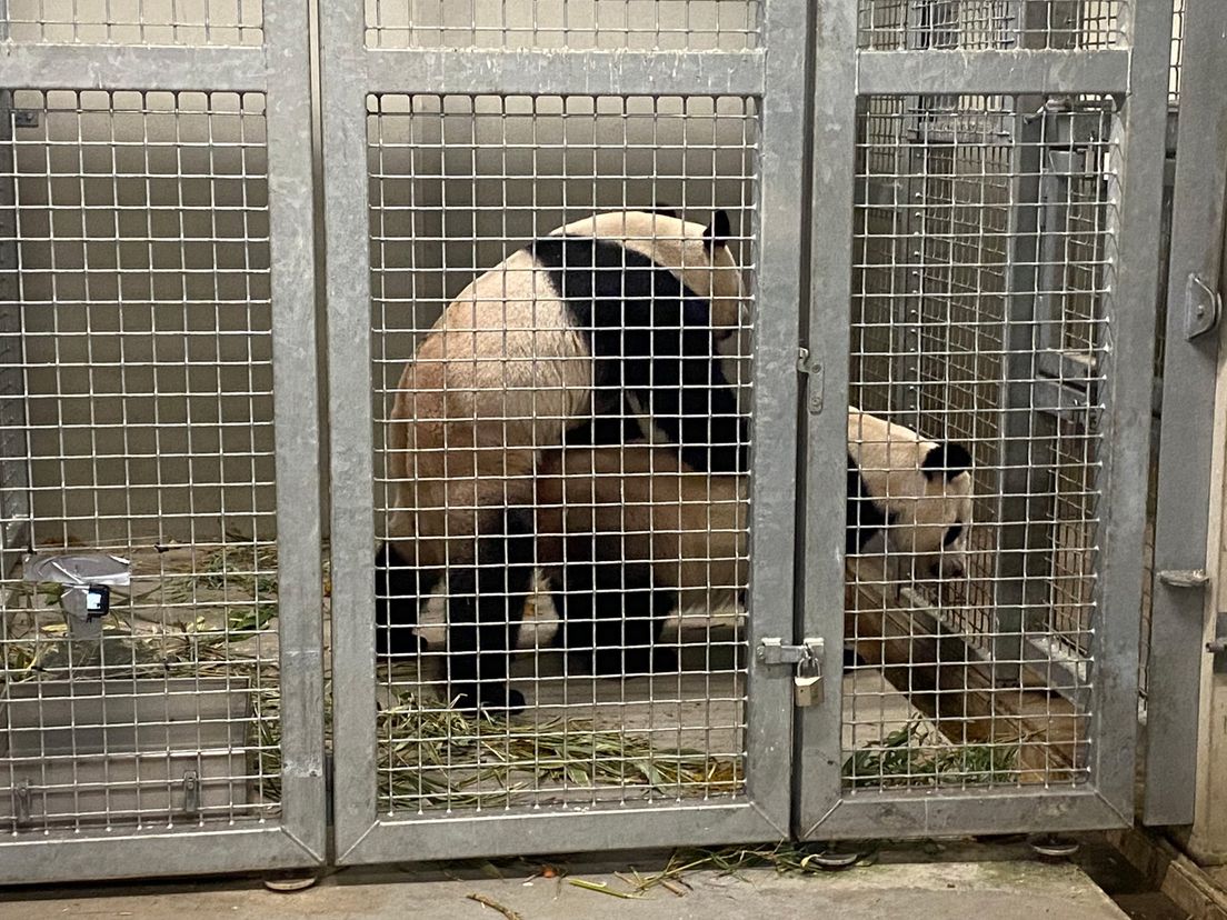 Panda's Wu Wen en Xing Ya hebben gepaard: straks nieuw pandajong op komst?