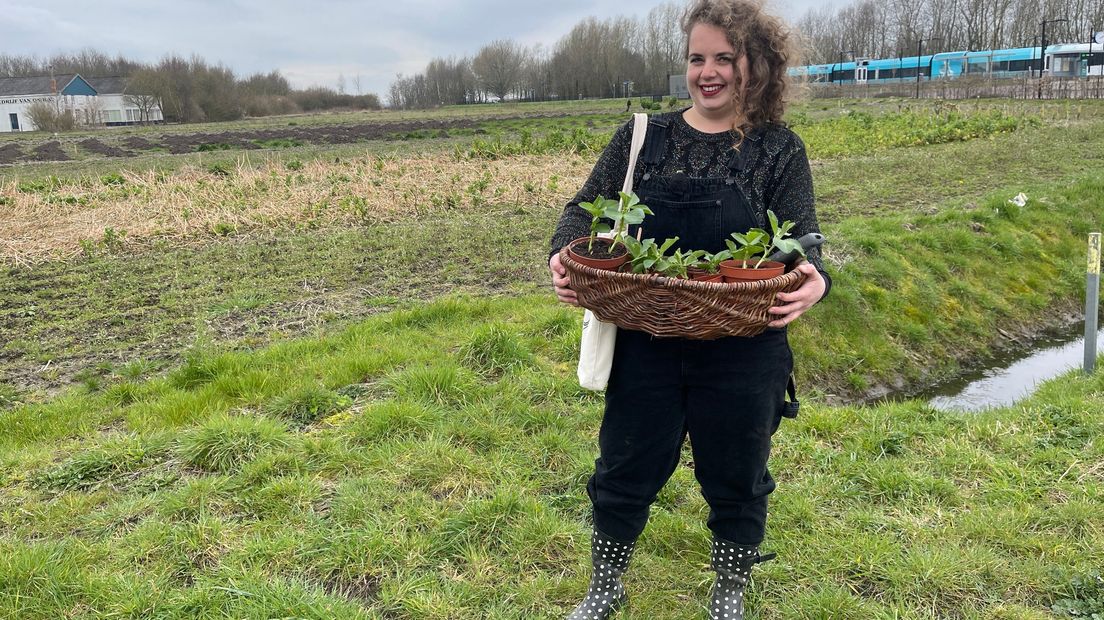 Sanne Meijer staat op het punt een aantal mollenbonen te verpoten