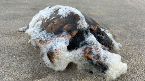 Diergaarde Blijdorp vangt weer een schildpad op | Flinke aanrijding na kerstborrel. Diergaarde Blijdorp vangt weer een schildpad op | Flinke aanrijding na kerstborrel.