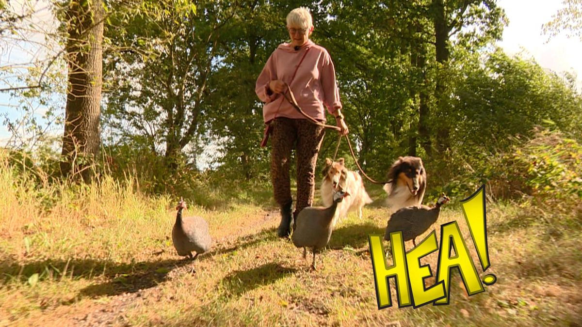 Marions parelhoenders brengen een stukje Zuid-Afrika naar Sumar