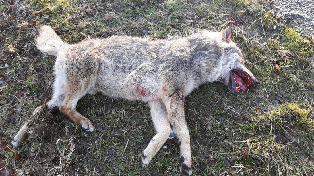 De wolf werd in maart gevonden langs de A28 bij Veeningen (Rechten: Henk Dietz)