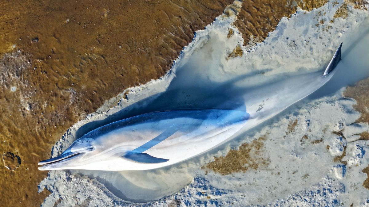Dode dolfijn aangespoeld op wad bij Wierum | Code geel op zondag voor gladheid door sneeuw