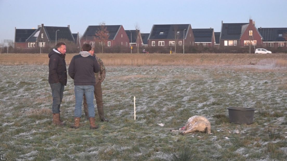 Het dode schaap met op de achtergrond de eerste huizen van Meerstad