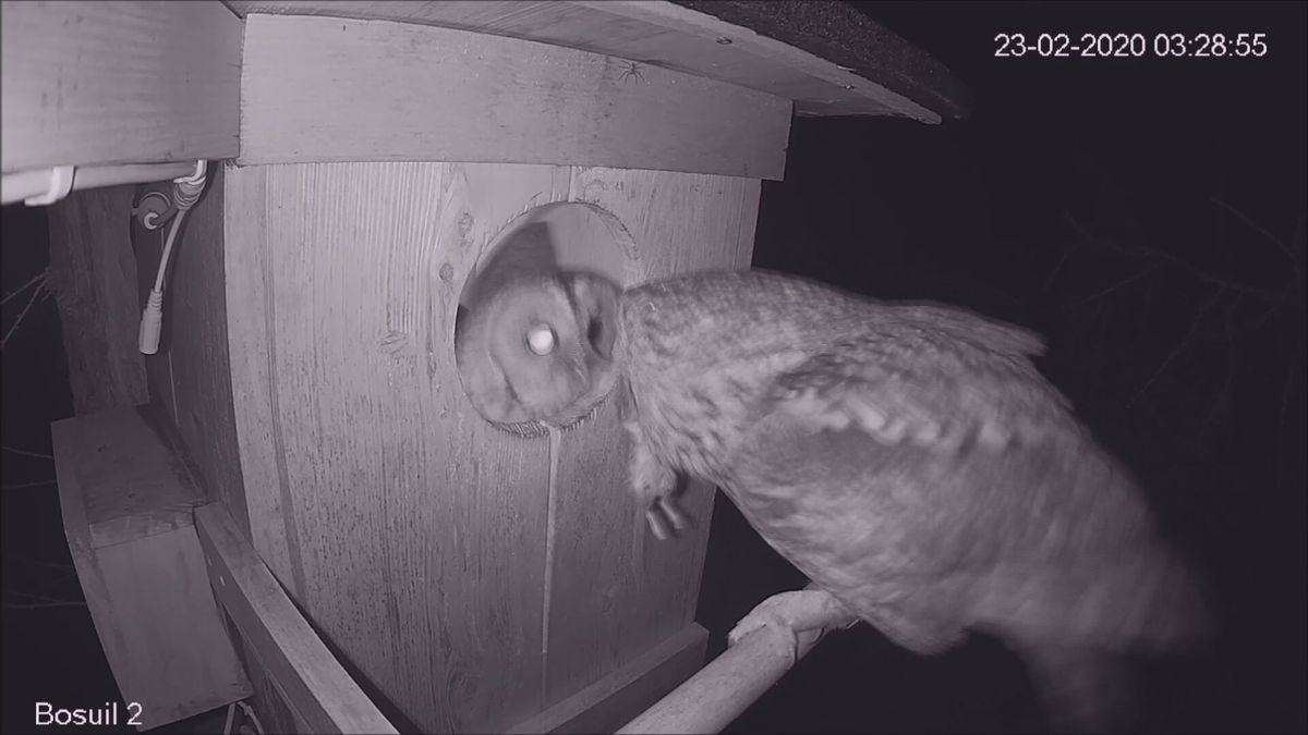 Wildcam: Bosuil bewaart het staartje voor het laatst