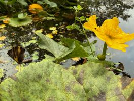 Dotterbloemen in bloei: herstelt de natuur zich zo snel?