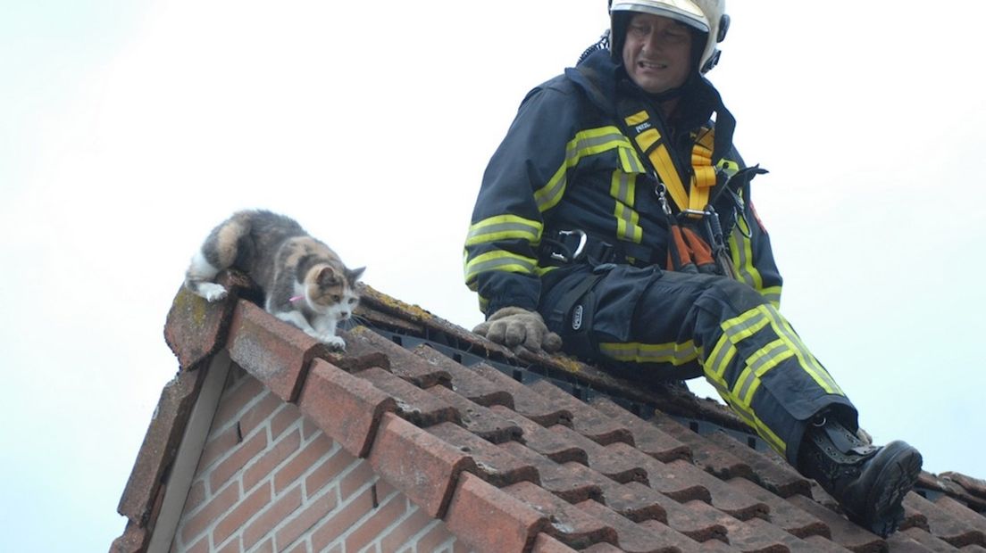 Kat houdt de buurt wakker