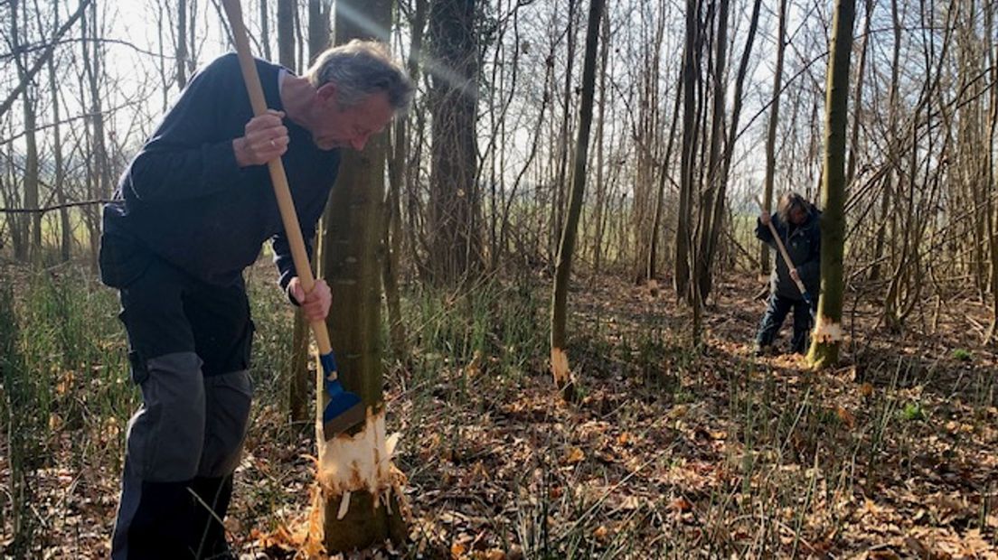 Vrijwilligers uit zalk helpen bij het verwijderen van de Noorse esdoorn uit het bos
