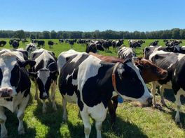 Help dieren de warme dagen door: 'Het ene dier is gevoeliger voor hitte dan de andere'