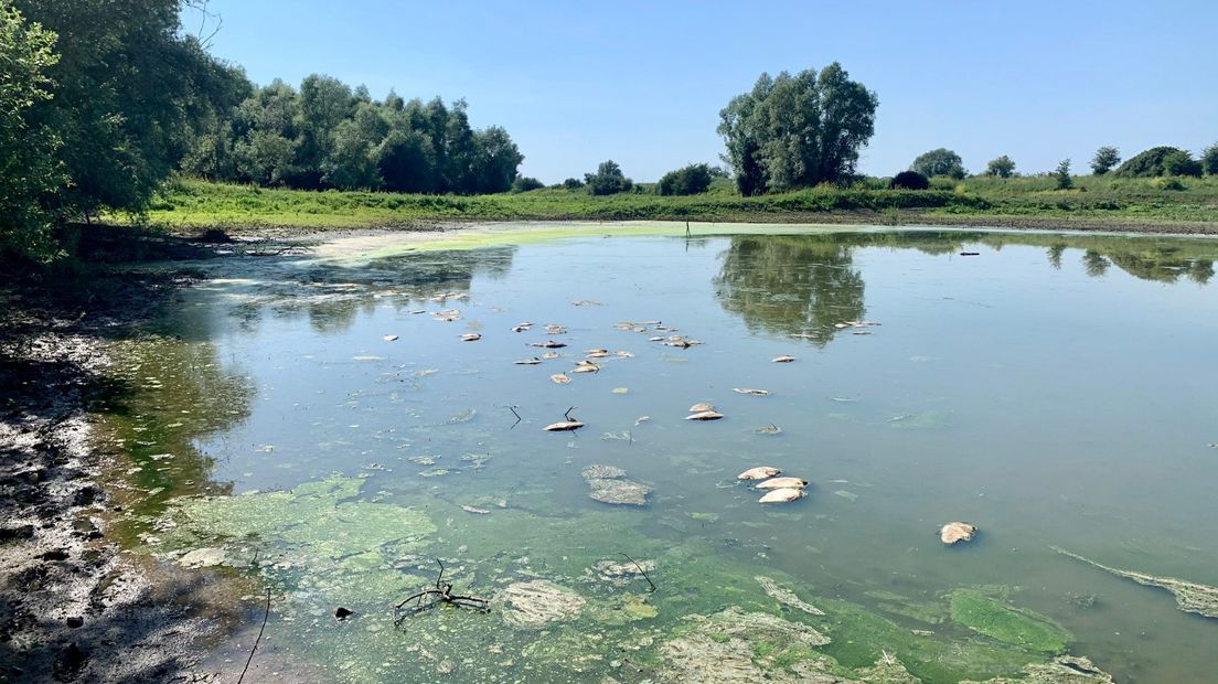 Tientallen dode vissen in de Ooijpolder.