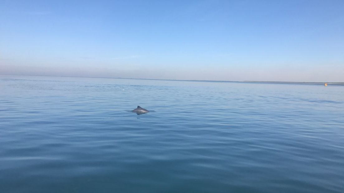Een bruinvis in de Oosterschelde bij de Zeelandbrug