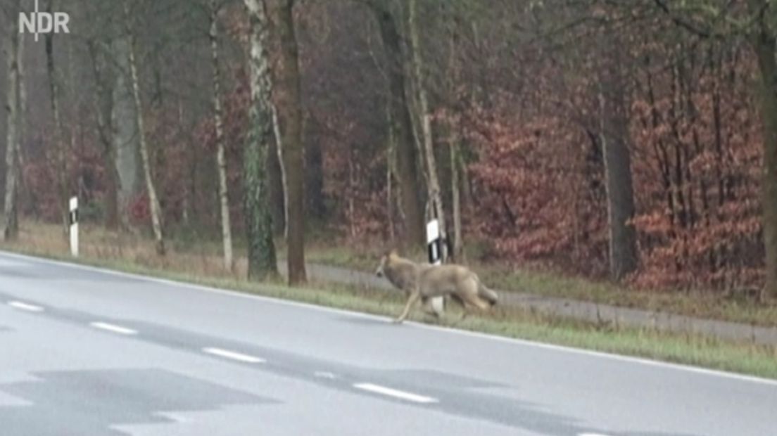 Wolf kijkt of hij kan oversteken (bron: Screenshot NDR.de/ Robert de Mol)
