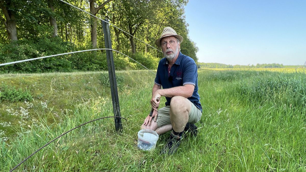 Opfokstal Grolloo: 'Subsidie voor wolfwerende rasters ontoereikend'