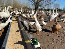 Akka's Ganzenparadijs in Dalen onder vuur: 'Het is een vogelvrij gebeuren'